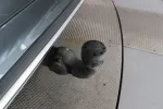 Audi Q5 YXM-335 carousel thumbs