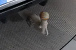 Mercedes-Benz GLE XPS-163 carousel thumbs